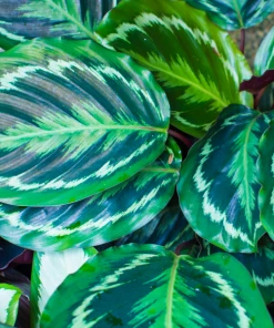 Garden Goods Direct Calathea Medallion 6 Garden Goods Direct Calathea Medallion