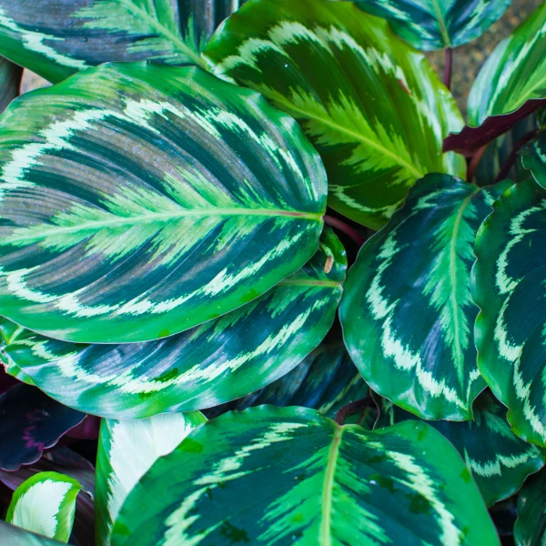 Garden Goods Direct Calathea Medallion 3 Garden Goods Direct Calathea Medallion