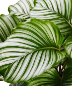 Garden Goods Direct Calathea Orbifolia