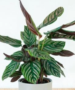Garden Goods Direct Calathea Ornata