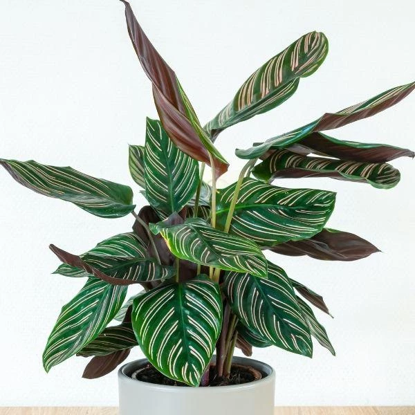 Garden Goods Direct Calathea Ornata 1 Garden Goods Direct Calathea Ornata