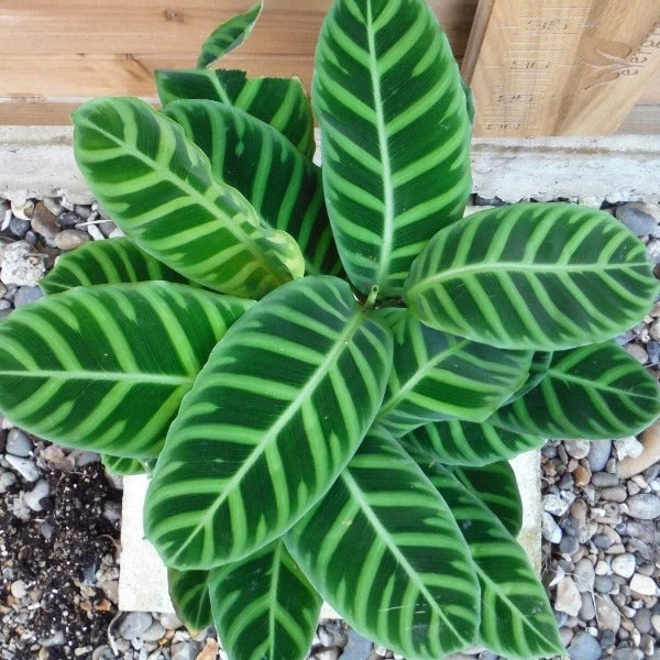 Garden Goods Direct Calathea Zebra 1 Garden Goods Direct Calathea Zebra