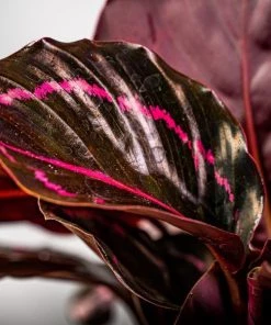 Garden Goods Direct Calathea Dottie