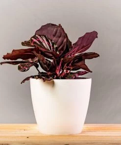 Garden Goods Direct Calathea Dottie