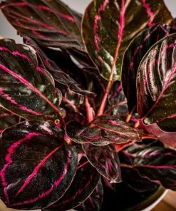 Garden Goods Direct Calathea Dottie