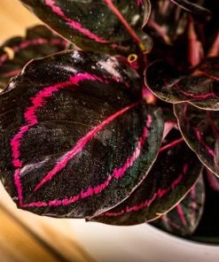 Garden Goods Direct Calathea Dottie