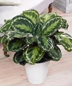 Garden Goods Direct Calathea Medallion