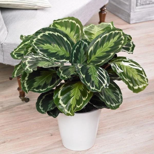 Garden Goods Direct Calathea Medallion 2 Garden Goods Direct Calathea Medallion