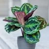 Garden Goods Direct Calathea Medallion