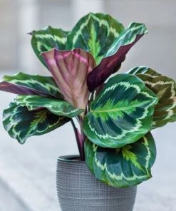 Garden Goods Direct Calathea Medallion
