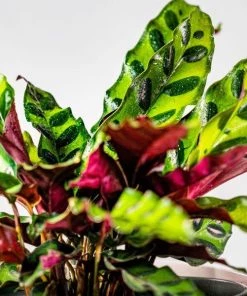 Garden Goods Direct House Plants Calathea Rattlesnake