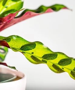 Garden Goods Direct House Plants Calathea Rattlesnake