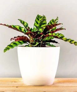 Garden Goods Direct House Plants Calathea Rattlesnake