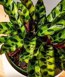 Garden Goods Direct House Plants Calathea Rattlesnake