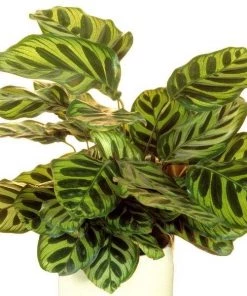 Garden Goods Direct House Plants Calathea Makoyana