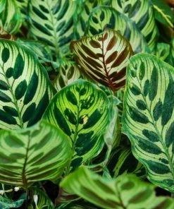 Garden Goods Direct House Plants Calathea Makoyana