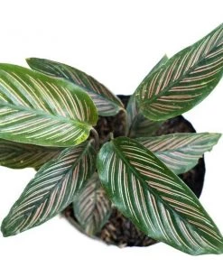 Garden Goods Direct Calathea Ornata 7 Garden Goods Direct Calathea Ornata