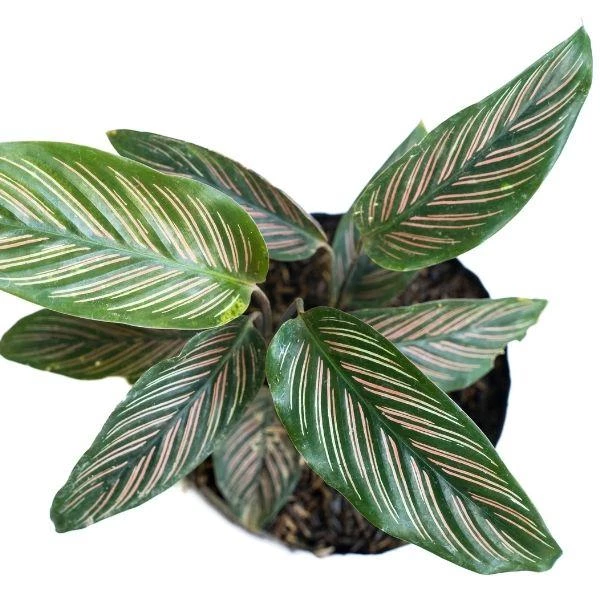 Garden Goods Direct Calathea Ornata 4 Garden Goods Direct Calathea Ornata