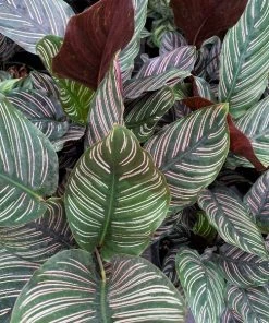 Garden Goods Direct Calathea Ornata