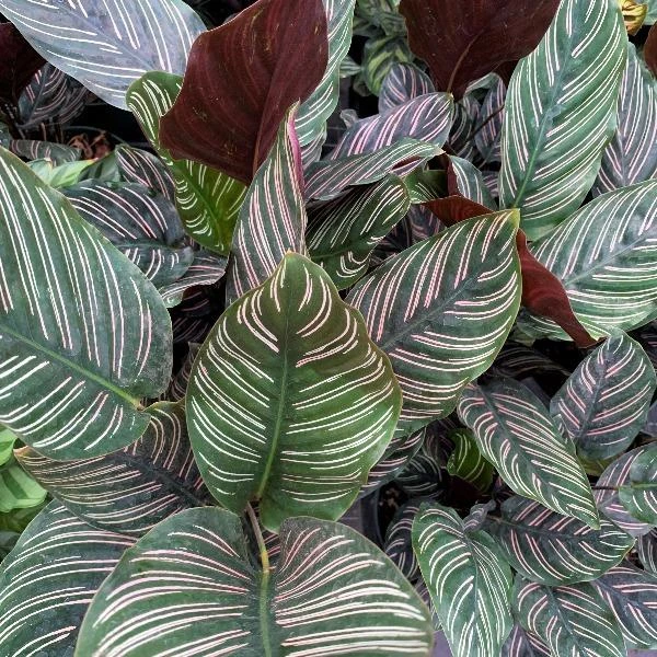 Garden Goods Direct Calathea Ornata 2 Garden Goods Direct Calathea Ornata