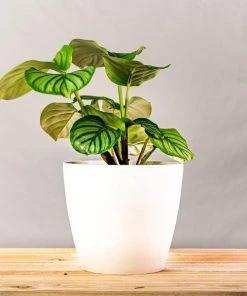 Garden Goods Direct Calathea Orbifolia