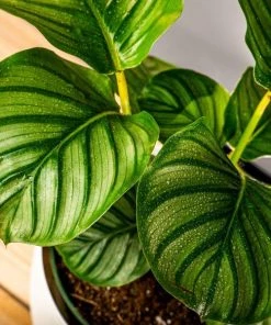 Garden Goods Direct Calathea Orbifolia