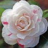 Garden Goods Direct Shrubs April Dawn Camellia