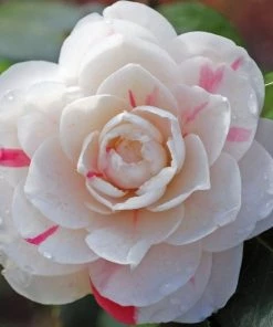 Garden Goods Direct Shrubs April Dawn Camellia