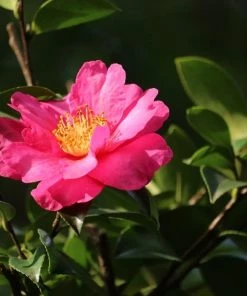 Garden Goods Direct Kanjiro Camellia Shrubs 6 Garden Goods Direct Kanjiro Camellia Shrubs