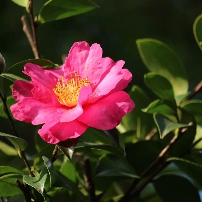 Garden Goods Direct Kanjiro Camellia Shrubs 3 Garden Goods Direct Kanjiro Camellia Shrubs