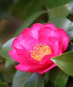 Garden Goods Direct Kanjiro Camellia Shrubs 7 Garden Goods Direct Kanjiro Camellia Shrubs