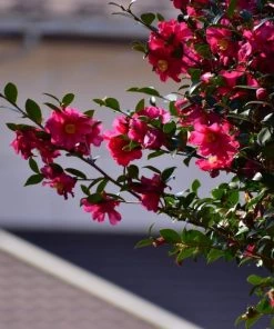 Garden Goods Direct Kanjiro Camellia Shrubs