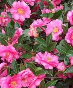 Garden Goods Direct Shrubs Shishi Gashira Camellia