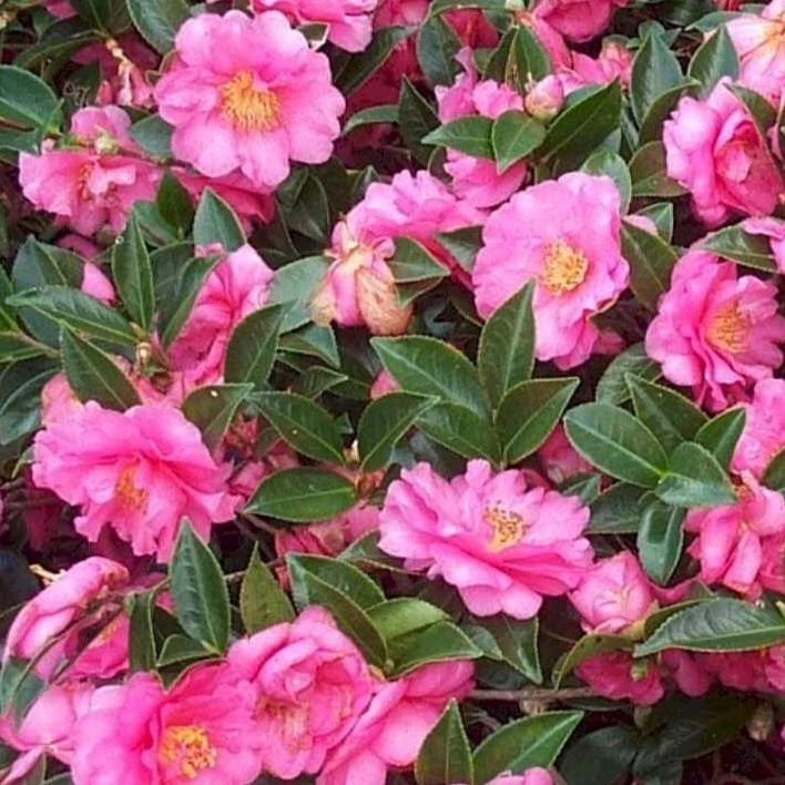 Garden Goods Direct Shrubs Shishi Gashira Camellia 2 Garden Goods Direct Shrubs Shishi Gashira Camellia