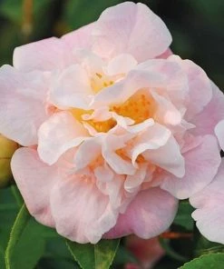 Garden Goods Direct Shrubs Camellia High Fragrance