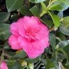 Garden Goods Direct Shrubs Shishi Gashira Camellia