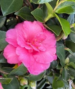 Garden Goods Direct Shrubs Shishi Gashira Camellia