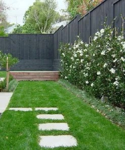 Garden Goods Direct Shrubs Victory White Camellia 5 Garden Goods Direct Shrubs Victory White Camellia