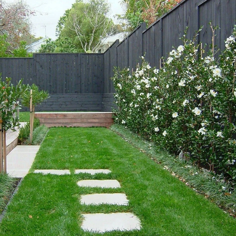 Garden Goods Direct Shrubs Victory White Camellia 3 Garden Goods Direct Shrubs Victory White Camellia