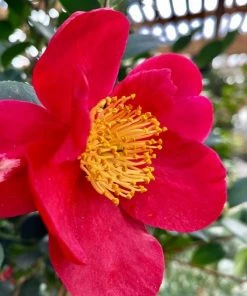 Garden Goods Direct Yuletide Camellia Shrubs