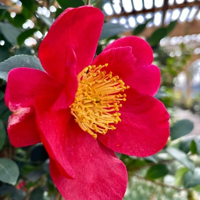 Garden Goods Direct Yuletide Camellia Shrubs 2 Garden Goods Direct Yuletide Camellia Shrubs