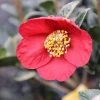 Garden Goods Direct Yuletide Camellia Shrubs