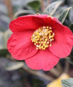 Garden Goods Direct Yuletide Camellia Shrubs