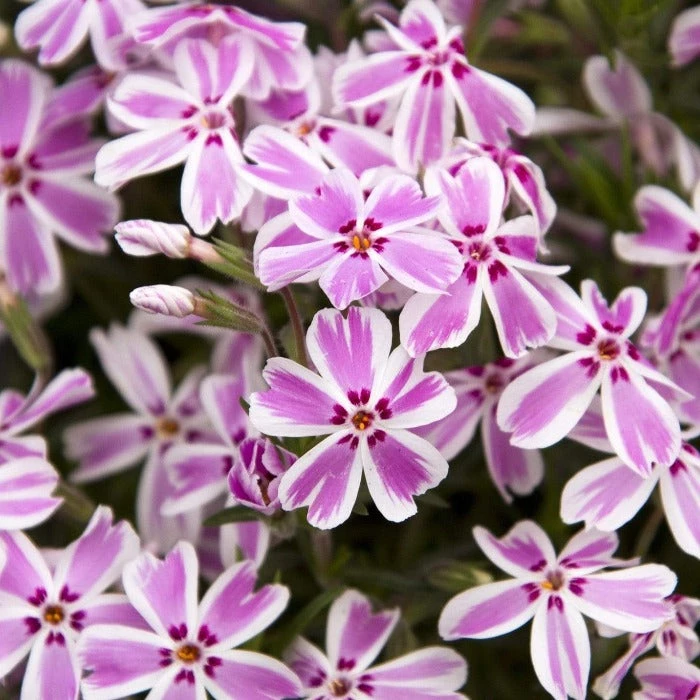 Garden Goods Direct Perennials Phlox Candy Stripe 3 Garden Goods Direct Perennials Phlox Candy Stripe
