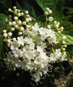 Garden Goods Direct Shrubs Proven Winners® Color Choice® Cardinal Candy® Viburnum