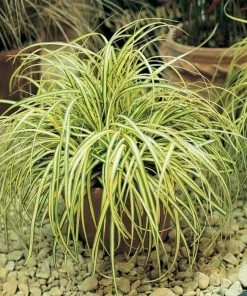 Garden Goods Direct Carex Evergold Perennials