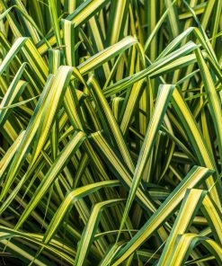 Garden Goods Direct Carex Evergold Perennials