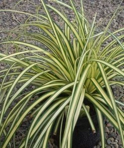 Garden Goods Direct Carex Evergold Perennials