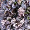 Garden Goods Direct Perennials Ajuga Black Scallop