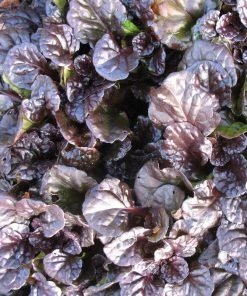 Garden Goods Direct Perennials Ajuga Black Scallop